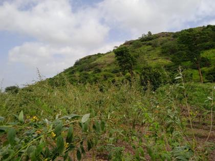 Theft of trumpet pods from the field | शेतातील तुरीच्या शेंगांची चोरी