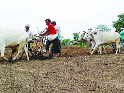 In Washim district, sowing was completed on 25% of the area | वाशिम जिल्ह्यात २५ टक्के क्षेत्रावर पेरण्या आटोपल्या