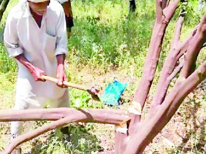 Occupy the field; Orange trees broke the trees | शेतावर कब्जा ; संत्रा झाडे तोडली