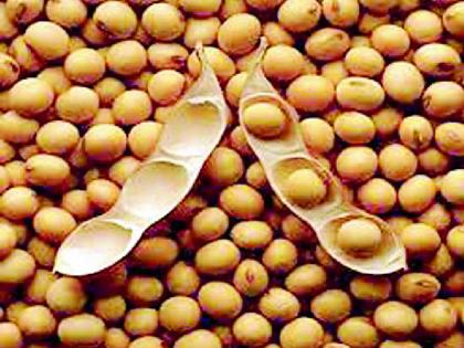 Do not rush to sell soybeans | सोयाबीन विकण्याची घाई करू नका