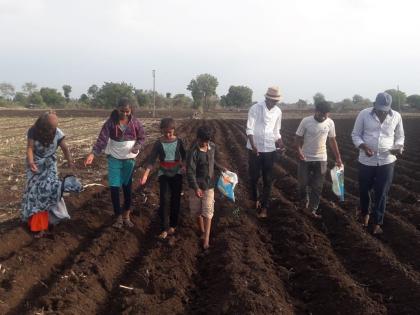 Decline in cotton and maize area in Yeola taluka; Soybeans, market growth | येवला तालुक्यात कापूस, मक्याच्या क्षेत्रात घट; सोयाबीन, बाजरीत वाढ