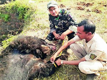 Two bear fell into a well and died | दोन अस्वलांचा विहिरीत पडून मृत्यू