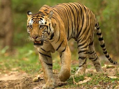 Woman killed in tiger attack in Chandrapur district | चंद्रपूर जिल्ह्यात वाघाच्या हल्ल्यात महिला ठार