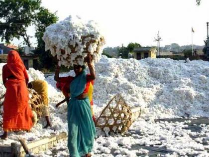 The Cotton Federation is in trouble due to the Cotton Purchase Agreement being terminated | कापूस खरेदीचा करार संपल्याने पणन महासंघ अडचणीत