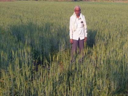 'Black wheat' to be tasted in Chatari in Yavatmal district! | यवतमाळ जिल्ह्यातील चातारीत चाखायला मिळणार ‘काळा गहू’!