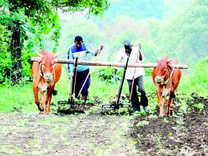 Farmers now focus on cotton and soybeans in Kharipa | शेतकऱ्यांची भिस्त आता खरिपातील कपाशी अन् सोयाबीनवरच