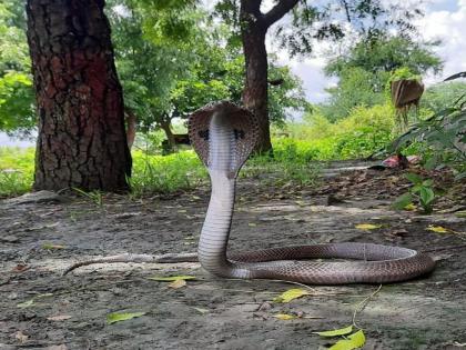 A green turtle was found in Hudakeshwar, while a poisonous snake was found in Fetari | हुडकेश्वरमध्ये हिरव्या रंगाचे कासव, तर फेटरीत सापडला विषारी नाग