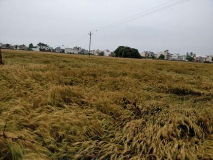 Farmers worried due to rainy weather | ढगाळी वातावरणाने विदर्भातील शेतकऱ्यांच्या उरात भरली धडकी