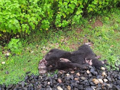 A bear dies in a collision with a freight train in Chandrapur district | चंद्रपूर जिल्ह्यात मालगाडीच्या धडकेत अस्वलाचा मृत्यू