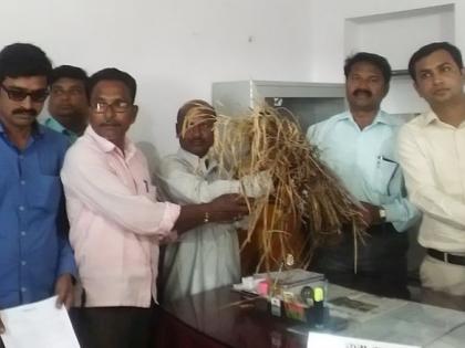 Farmers of Chandrapur gave damaged crop to upper tahasildar as gift | चंद्रपुरातील शेतकऱ्यांनी अप्पर तहसीलदारांना दिली रोगग्रस्त धानाची पेंढी