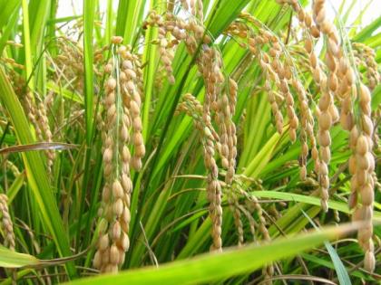 Gondia district's rice crop in the 22,000 hectare district suffered | गोंदिया जिल्ह्यात २२ हजार हेक्टरमधील धानपिकाला अवकाळीचा फटका