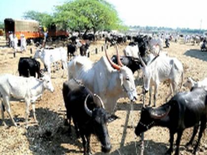 Dondaichi Market Committee: 15 million commodities in the cattle market | दोंडाईचा बाजार समिती : गुरांच्या बाजारात १५ कोटींची उलाढाल Dondaichi Market Committee: 15 million commodities in the cattle market | दोंडाईचा बाजार समिती : गुरांच्या बाजारात १५ कोटींची उलाढाल