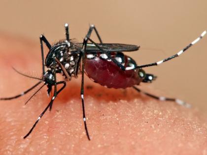 It is clear that the death of Thirteen year old doctor was due to dengue | तेरा वर्षीय डॉक्टरकन्येचा मृत्यू डेंग्यूनेच झाल्याचे उघड