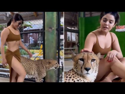 Bikini girl walks with cheetah in hot style watch video | Bikini Girl चा हॉट अंदाज, बिबट्यासोबत केला बिनधास्त वॉक; बघून व्हाल अवाक्...