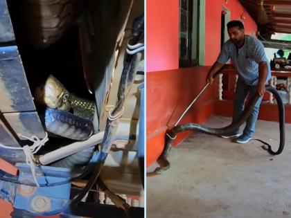 King cobra video : 10 feet tall king cobra snake hiding inside the car | King Cobra Video: जीपच्या आता लपून बसला होता 10 फूट लांब किंग कोब्रा, बाहेर काढताच केला हल्ला