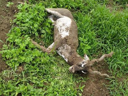 The antelope got stuck in the struggle to get the female ... | मादी मिळविण्याच्या झटापटीत काळवीट अडकले ‘इथे’...