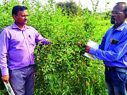 Control the peanut larvae | शेंगा पोखरणाऱ्या अळ्यांचे नियंत्रण करा Control the peanut larvae | शेंगा पोखरणाऱ्या अळ्यांचे नियंत्रण करा