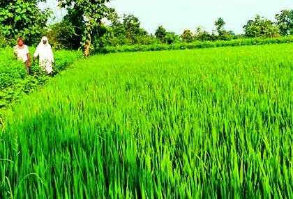 If the rain does not occur in four days, then weigh it down | चार दिवसात पाऊस झाला नाही तर हाती तणस