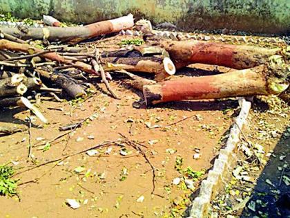 Slaughter of banana trees by the sarpanch | सरपंचाने केली वृक्षांची कत्तल