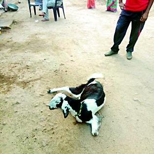 15 goats death due to eating poisonous balls | विषारी गोळे खाल्ल्याने १५ शेळ्यांचा मृत्यू