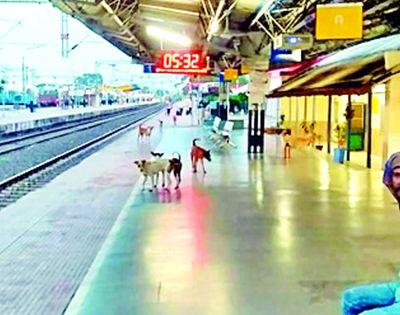 Hodos of wandering dogs in Tumsar railway station | तुमसर रेल्वेस्थानकात भटक्या कुत्र्यांचा हैदोस