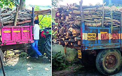 Illegal slaughter of trees in Jawaharhanagar area | जवाहरनगर परिसरात वृक्षांची अवैध कत्तल