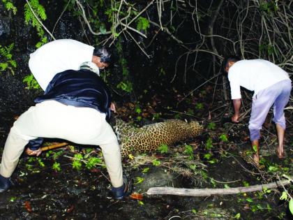 Ratnagiri: The cruel end of the leopard ran away | रत्नागिरी : फासकीतून पळालेल्या बिबट्याचा करूण अंत