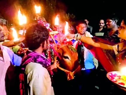 This year, the bull will not go to Shankarpur | यंदा शंकरपुरात निघणार नाही मखराचा बैल This year, the bull will not go to Shankarpur | यंदा शंकरपुरात निघणार नाही मखराचा बैल
