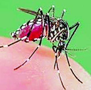 57 patients in Dengue | दहा महिन्यात ५७ रूग्णांना डेंग्यूचा डंख