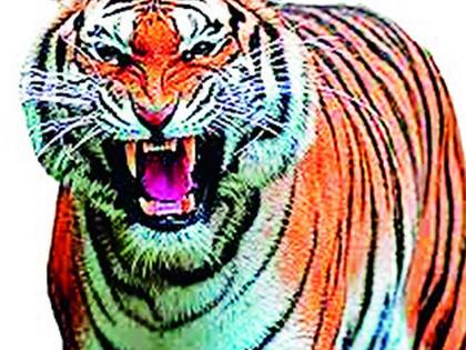 Deduction of 'that' tiger to forest department | ‘त्या’ वाघाची वनविभागाला हुलकावणी