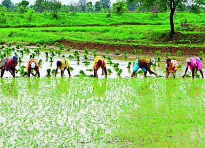 Paddy Roaning will be done on 1.5 lakh hectare area | दीड लाख हेक्टर क्षेत्रावर होणार भात रोवणी