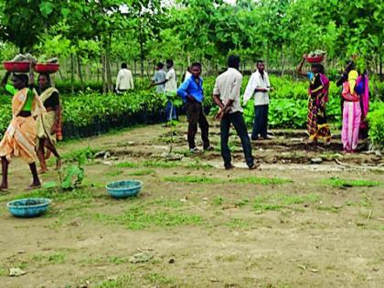 Root Distribution Original Social Forestry Leading | रोप वाटपात मूलचे सामाजिक वनीकरण अग्रेसर