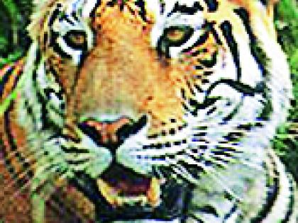 Visitation of the tiger in the Wadgaon area of the river Erai | इरई नदीच्या वडगाव परिसरात वाघाचे दर्शन Visitation of the tiger in the Wadgaon area of the river Erai | इरई नदीच्या वडगाव परिसरात वाघाचे दर्शन
