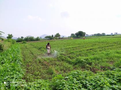 Farmers are suffering due to weeds growing in the fields, fear of declining production in the taluka | शेतात वाढणाऱ्या तणांमुळे शेतकरी त्रस्त, तालुक्यात उत्पादनात घट येण्याची भीती