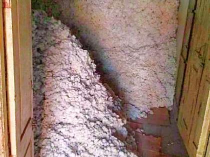 Stop buying cotton from June? | जूनपासून कापूस खरेदी बंद?