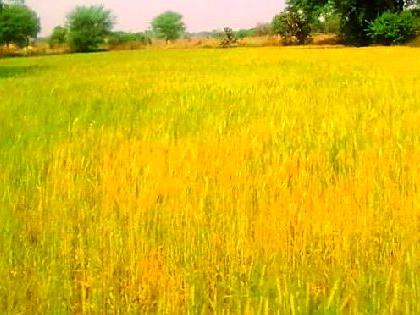 This year's decline in Rabi crop | रबी पिकाच्या उताऱ्यात यंदा प्रचंड घट