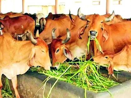 The number of cows and goats has decreased in the district | जिल्ह्यात गायी घटल्या, बकऱ्या वाढल्या