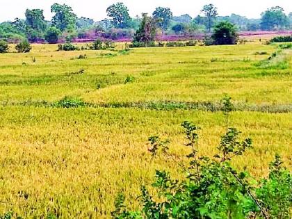 Phulval black rice cultivation in Sironchat | सिरोंचात फुलविली काळ्या तांदळाची शेती