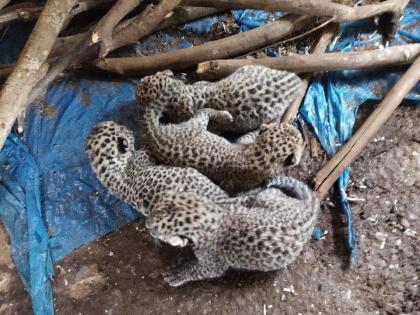 Four leopard cubs were found in Nandgaon Sado Shivara | नांदगाव सदो शिवारात आढळली बिबट्याची चार बछडे