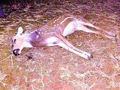 Three deer hunting in Khurshipar forest | खुर्शीपार जंगलात तीन हरणांची शिकार