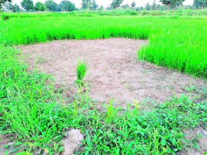 Farmers wait for heavy rains | शेतकऱ्याला दमदार पावसाची प्रतीक्षा Farmers wait for heavy rains | शेतकऱ्याला दमदार पावसाची प्रतीक्षा