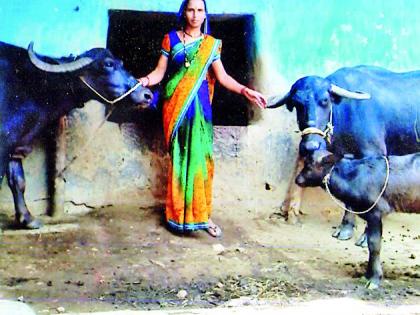 Dairy business 'flashes of life' | दुग्ध व्यवसायातून ‘पुष्पलता’ने सावरली जीवनाची वेल