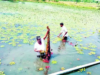 Half a month's yield from shelling cultivation yielded one and a half lakhs | शिंगाड्याच्या शेतीतून आठ महिन्यात दीड लाखाचे उत्पन्न