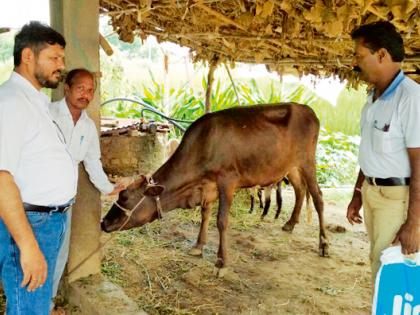 1.22 lakh milk animals 'unique code' | १.२२ लाख दुधाळू जनावरांना ‘युनिक कोड’