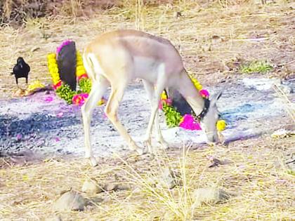 Shivala Kamu's third grass by the fighting deer's padsa | काय सांगता; लळा लागलेल्या हरिणाच्या पाडसानं शिवला कामूच्या तिसऱ्याचा घास