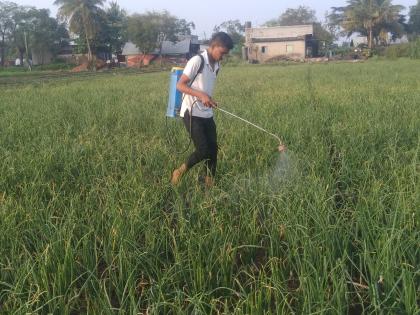 Onion crop rot due to fog | धुक्यामुळे कांदा पिक मावा,करपाच्या विळख्यात