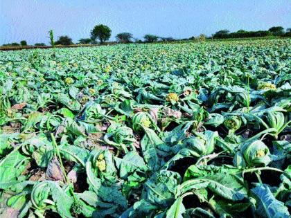 Lasalgaon: The crop is not given to seeds given by seeds, cheaper medicines, leaving the flower crop in the field. | लासलगाव : बियाणे, महागडी औषधे देऊन आलेल्याला पिकाला भावच नाही थेटाळेत फ्लॉवर पीक शेतातच सोडले