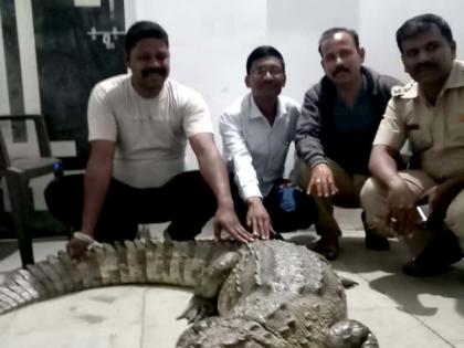 crocodile shifted to vidarbha | नाथसागरातील मगरीचा संसार माणसांनी उठविला !