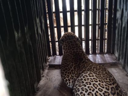 Forest department confiscates leopard in Kalwadi area | कळवाडी परिसरात बिबट्या जेरबंद