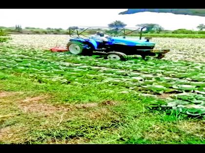  Farmer turned tractor on cabbage! | शेतकऱ्याने फिरविला कोबीवर ट्रॅक्टर !